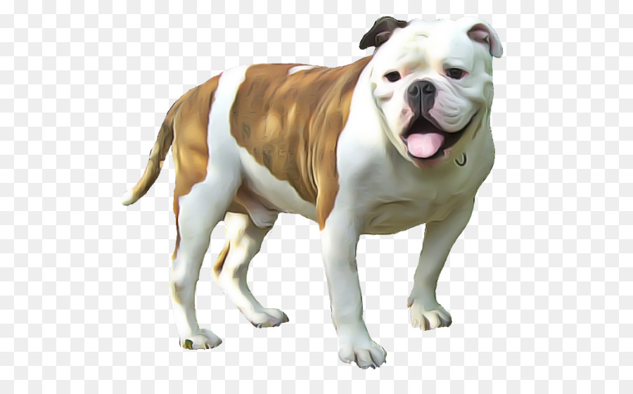 Perro，Bulldog PNG