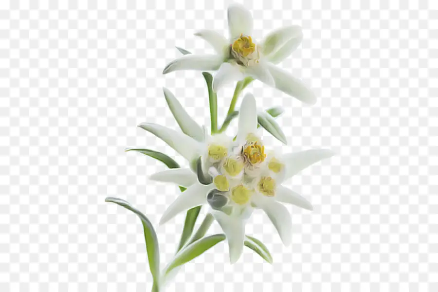 Flor，Blanco PNG