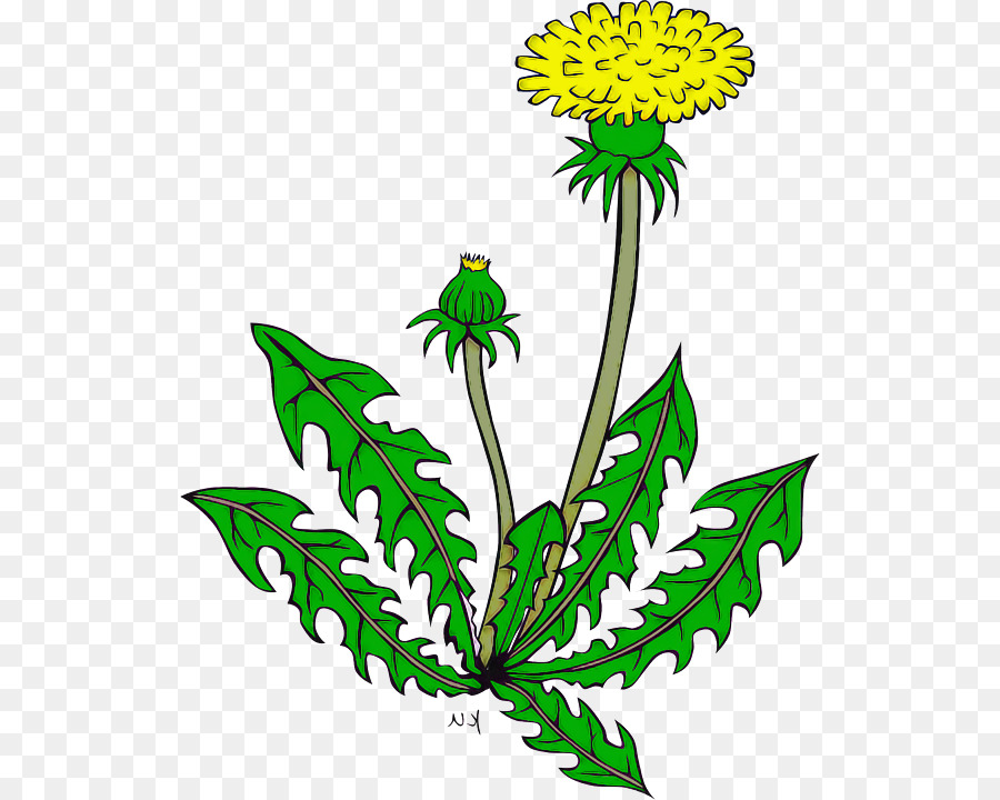 Flor，Planta PNG