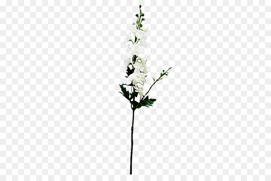 Blanco，Flor PNG