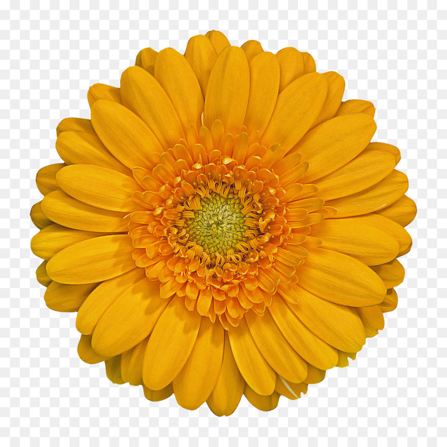 Barberton Daisy，Flor PNG