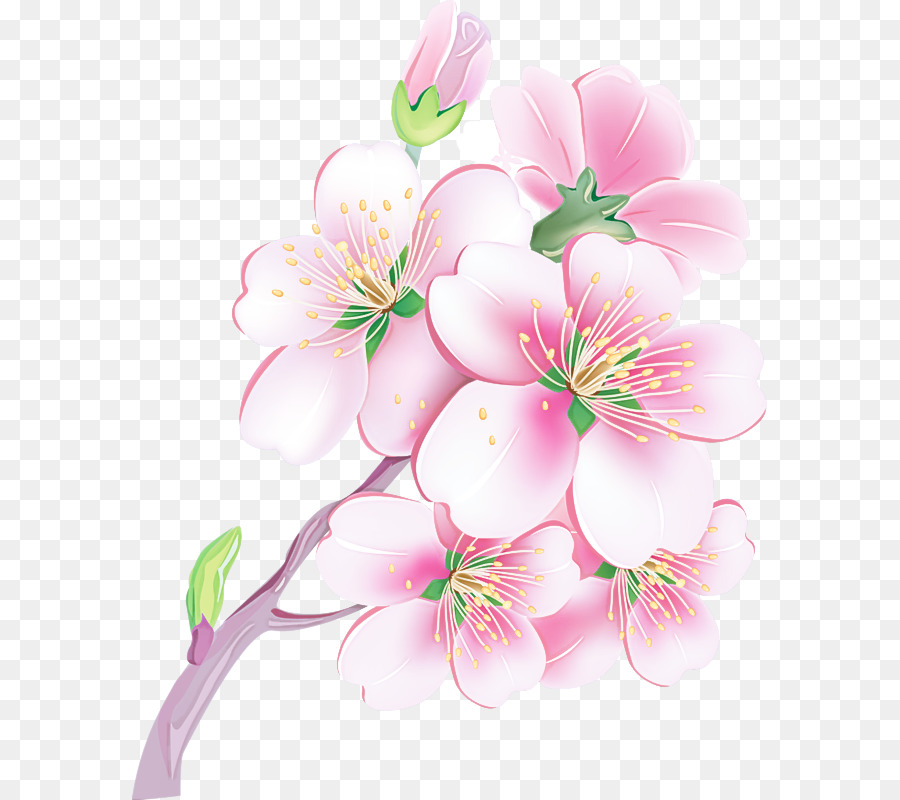 Flor，Florecer PNG