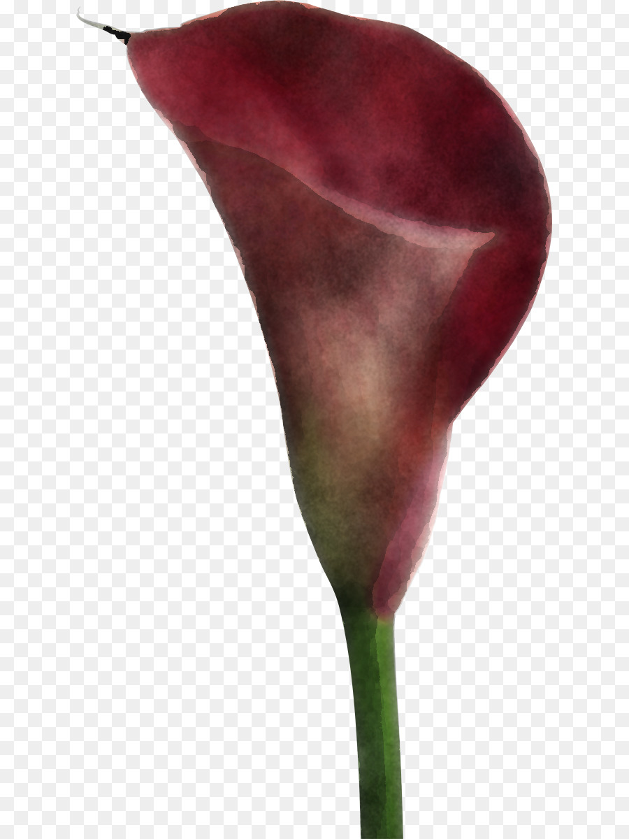 Arum，Flor PNG