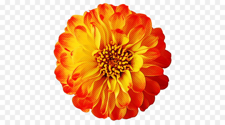 Flor，Naranja PNG