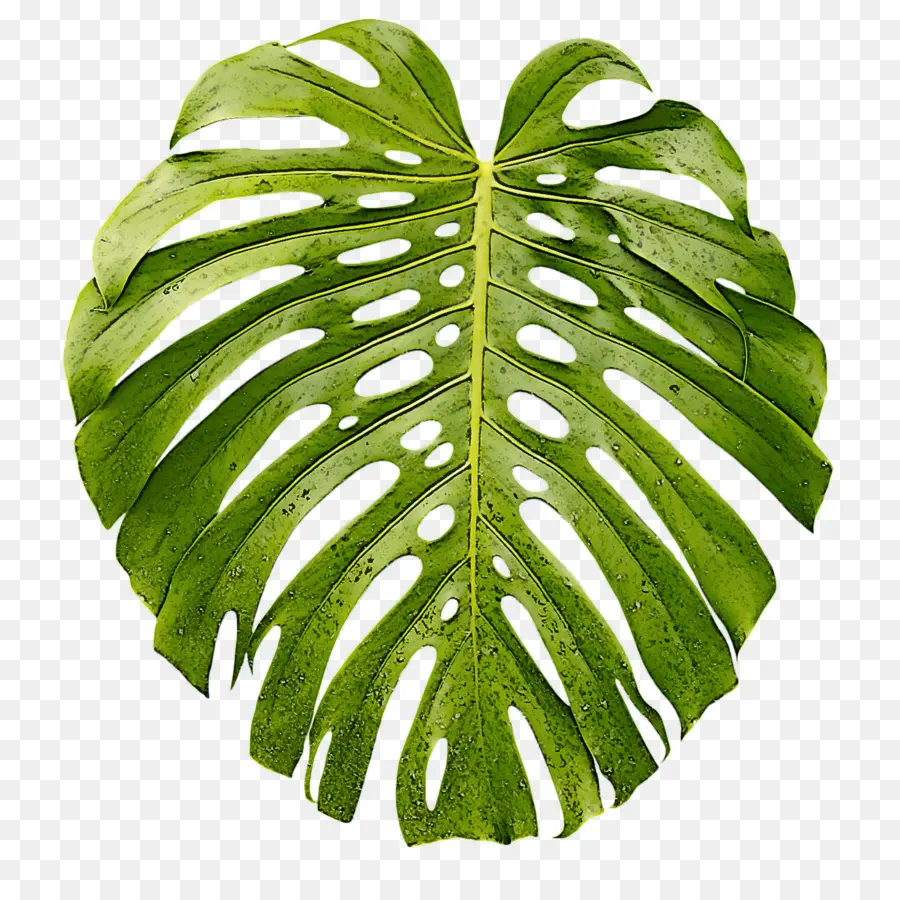 Hoja Verde，Planta PNG