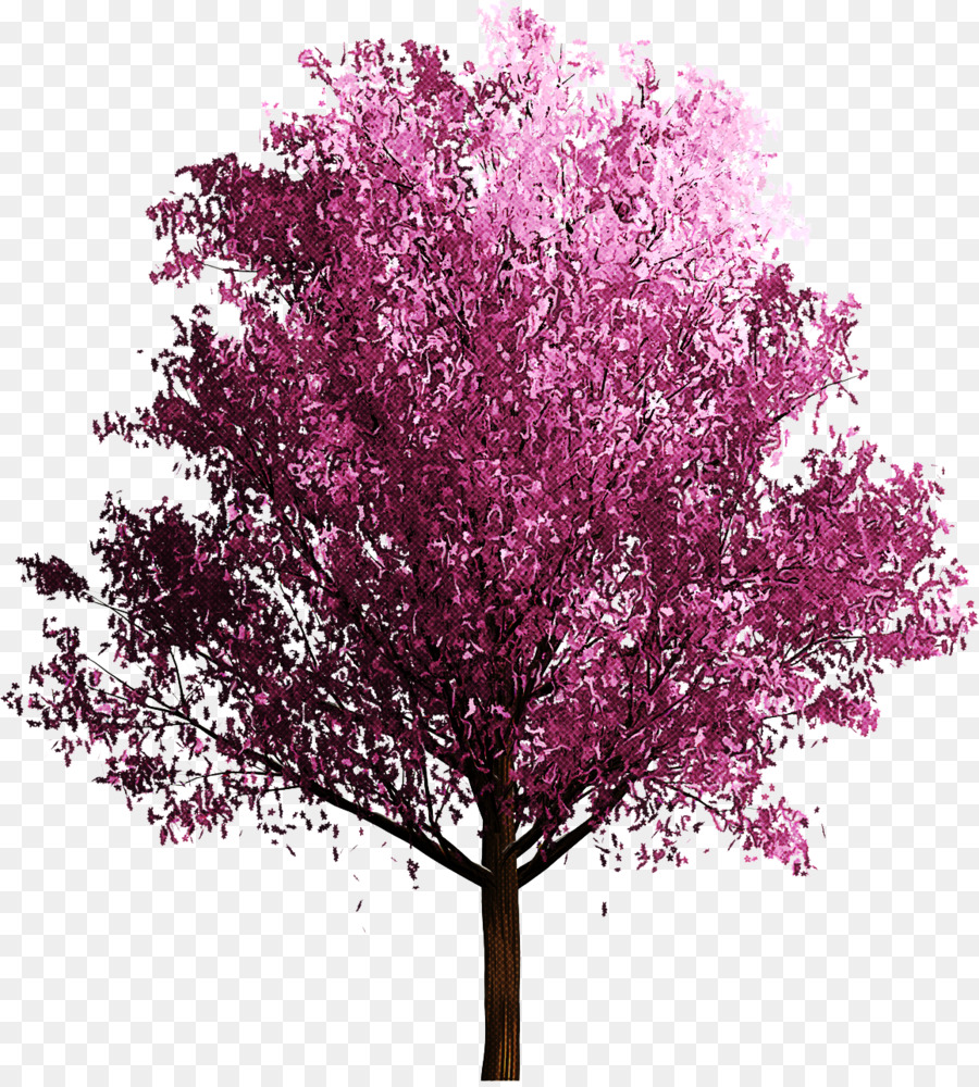 Árbol，Rosa PNG