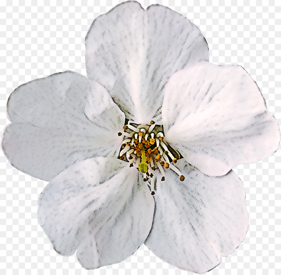 Flor Blanca，Pétalos PNG