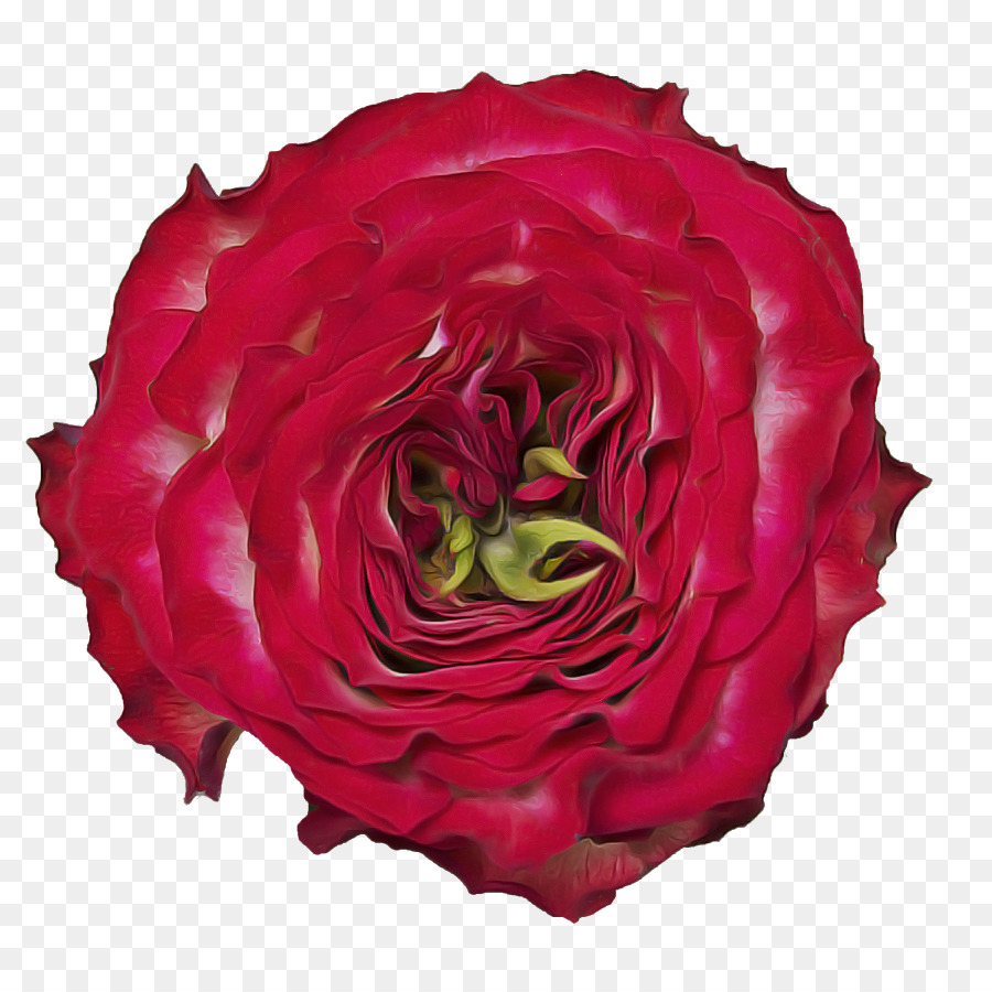 Flor，Las Rosas De Jardín PNG
