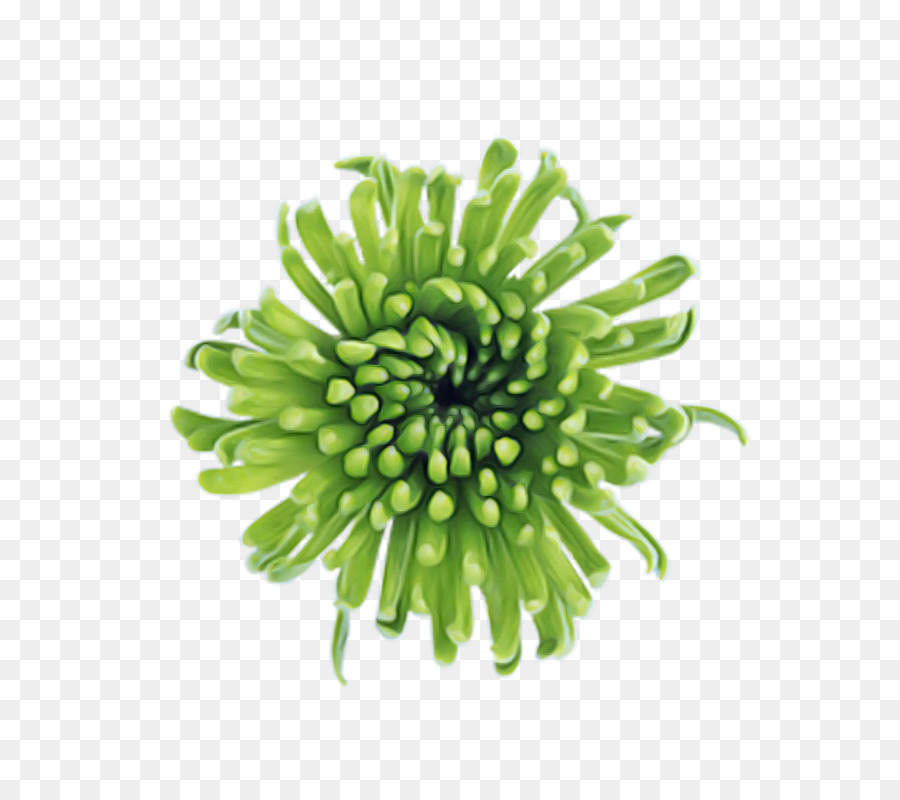 Flor，Planta PNG