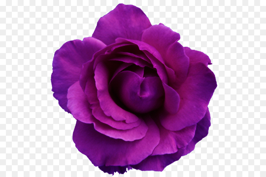 Rosa Rosa，Florecer PNG