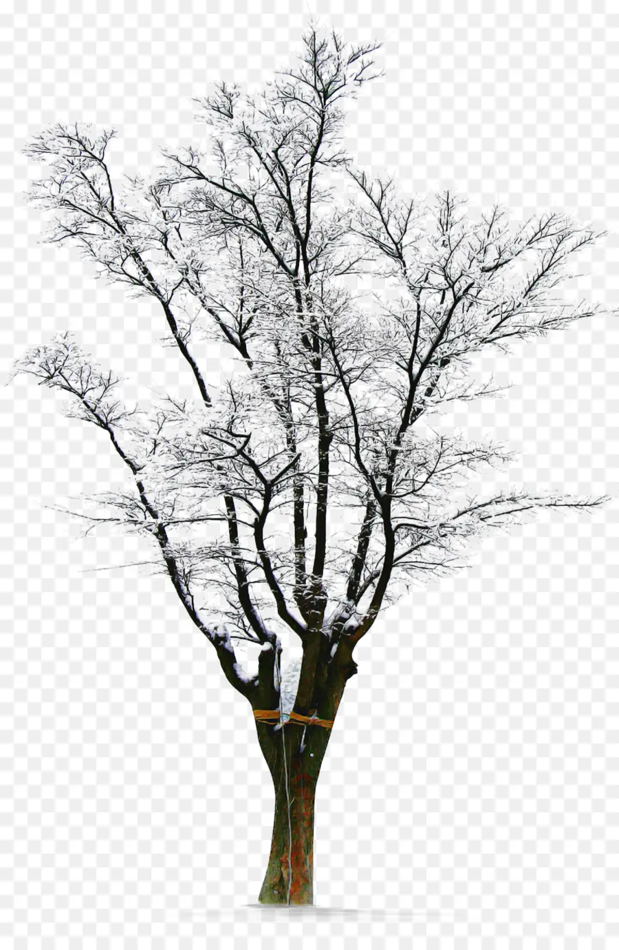 árbol Desnudo，Invierno PNG