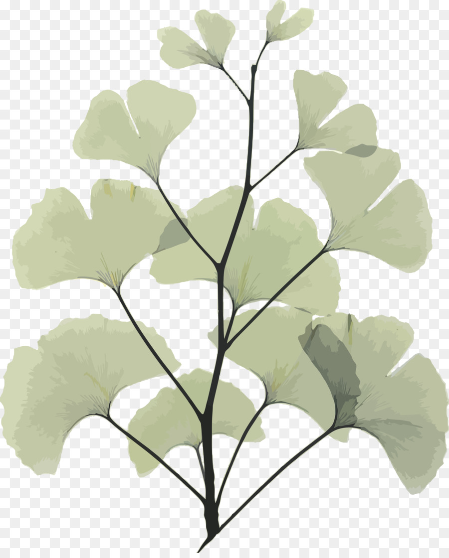 Hoja，Planta PNG