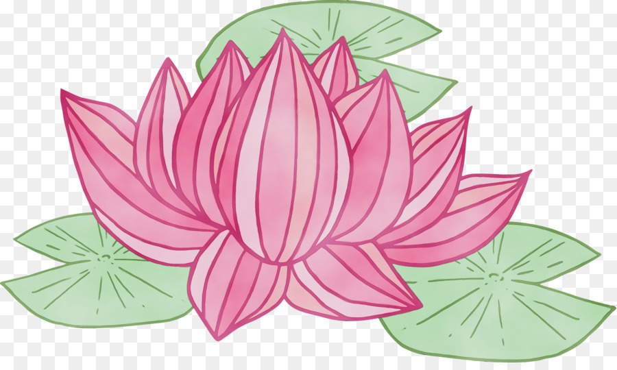 Lotus Familia，Planta Acuática PNG
