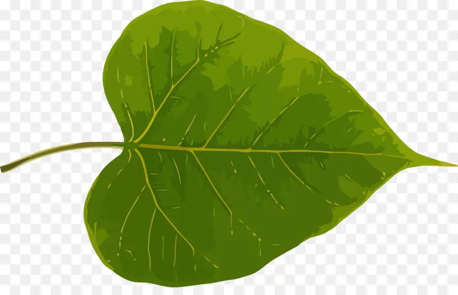 Hoja，Planta PNG