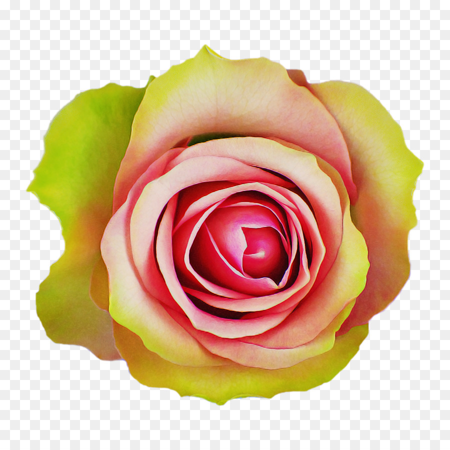 Rosa Rosa，Hojas Verdes PNG