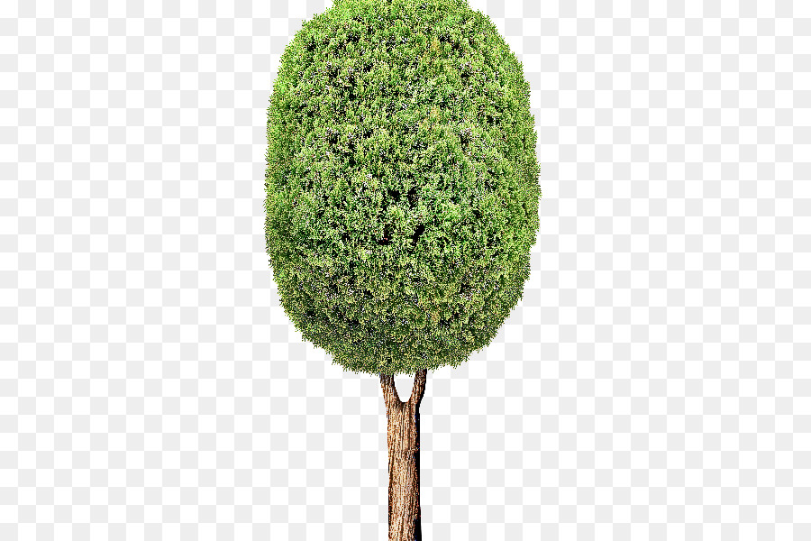 Árbol，Verde PNG