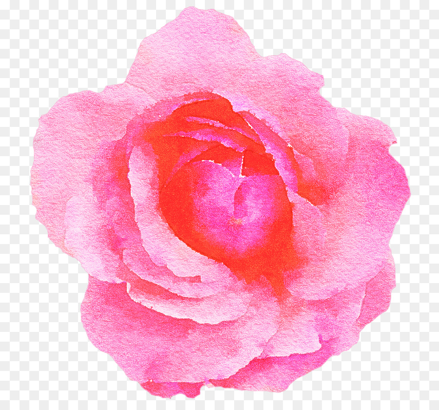 Rosa，Floración PNG