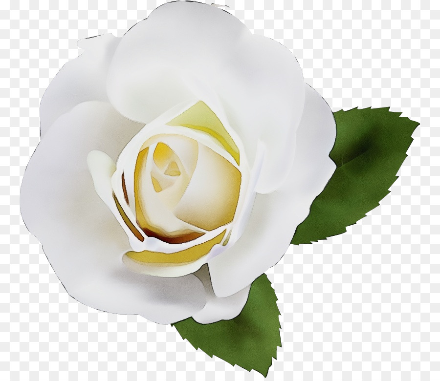 Flores Blancas，Florecer PNG