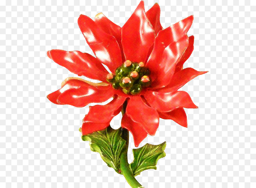 Flor Roja，Florecer PNG