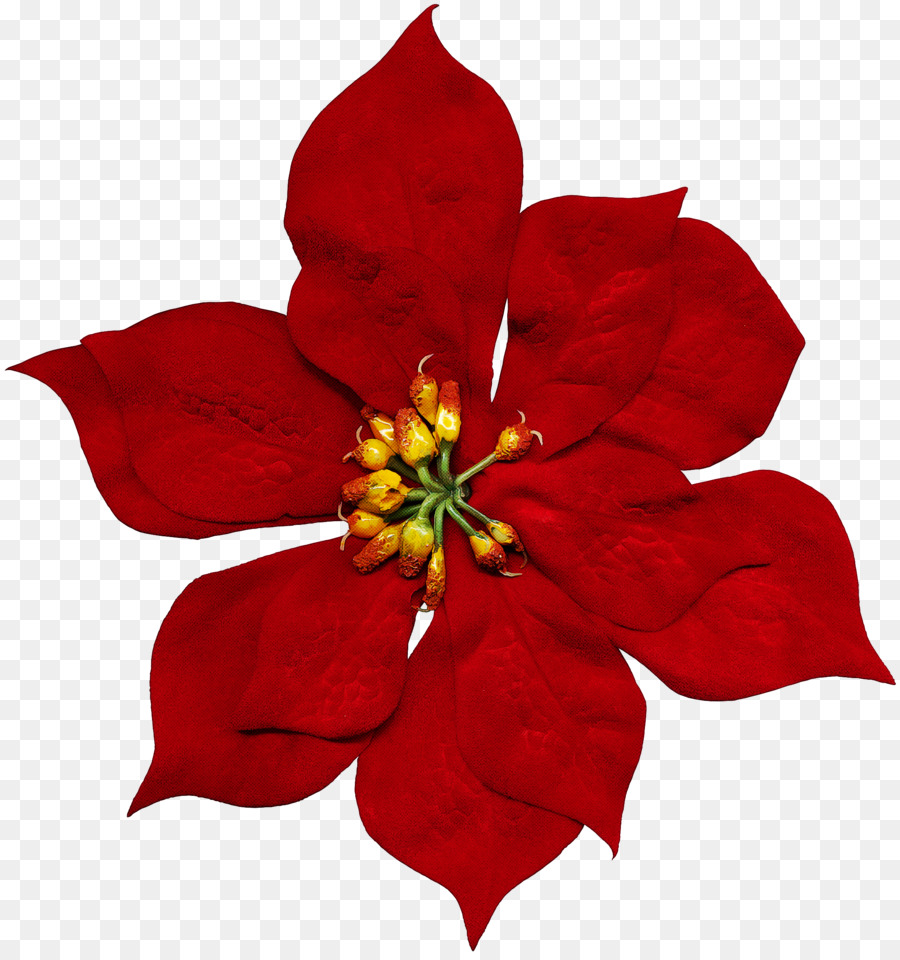 Flor De Pascua，Flor PNG