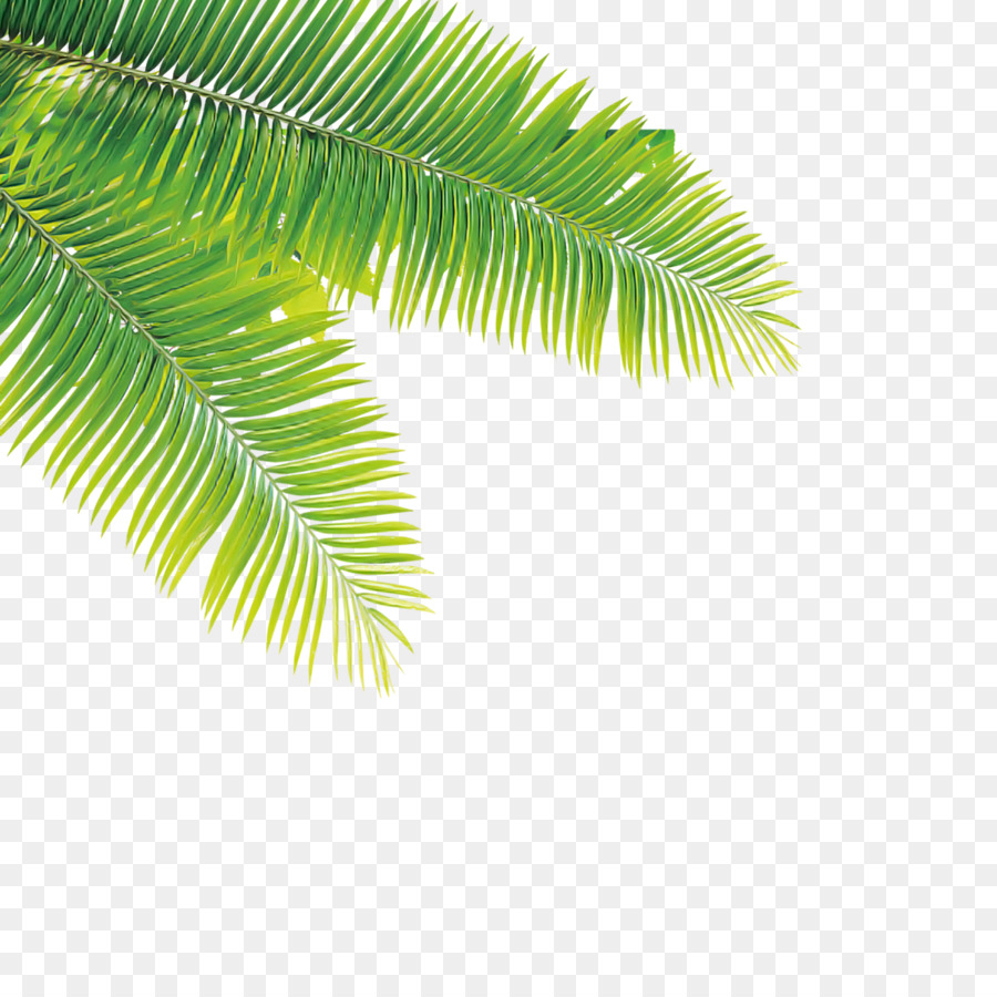 Palmera，Coco PNG