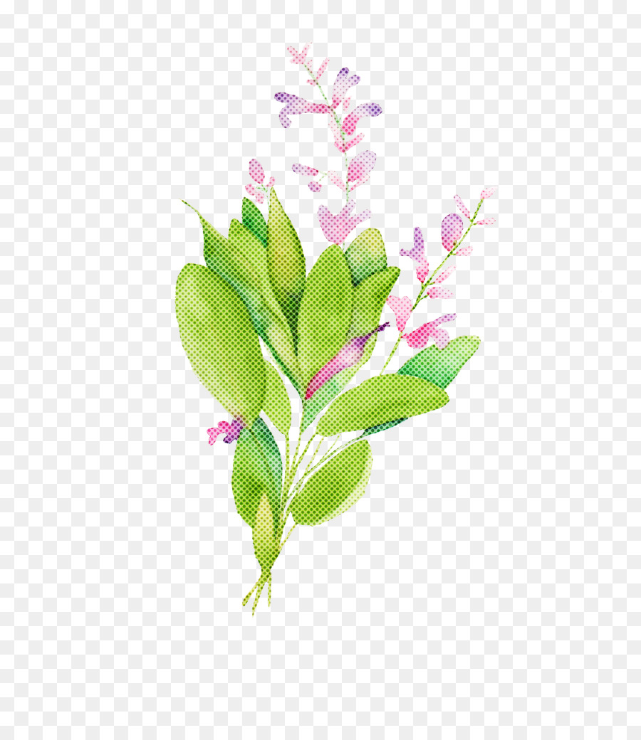 Flor，Planta PNG