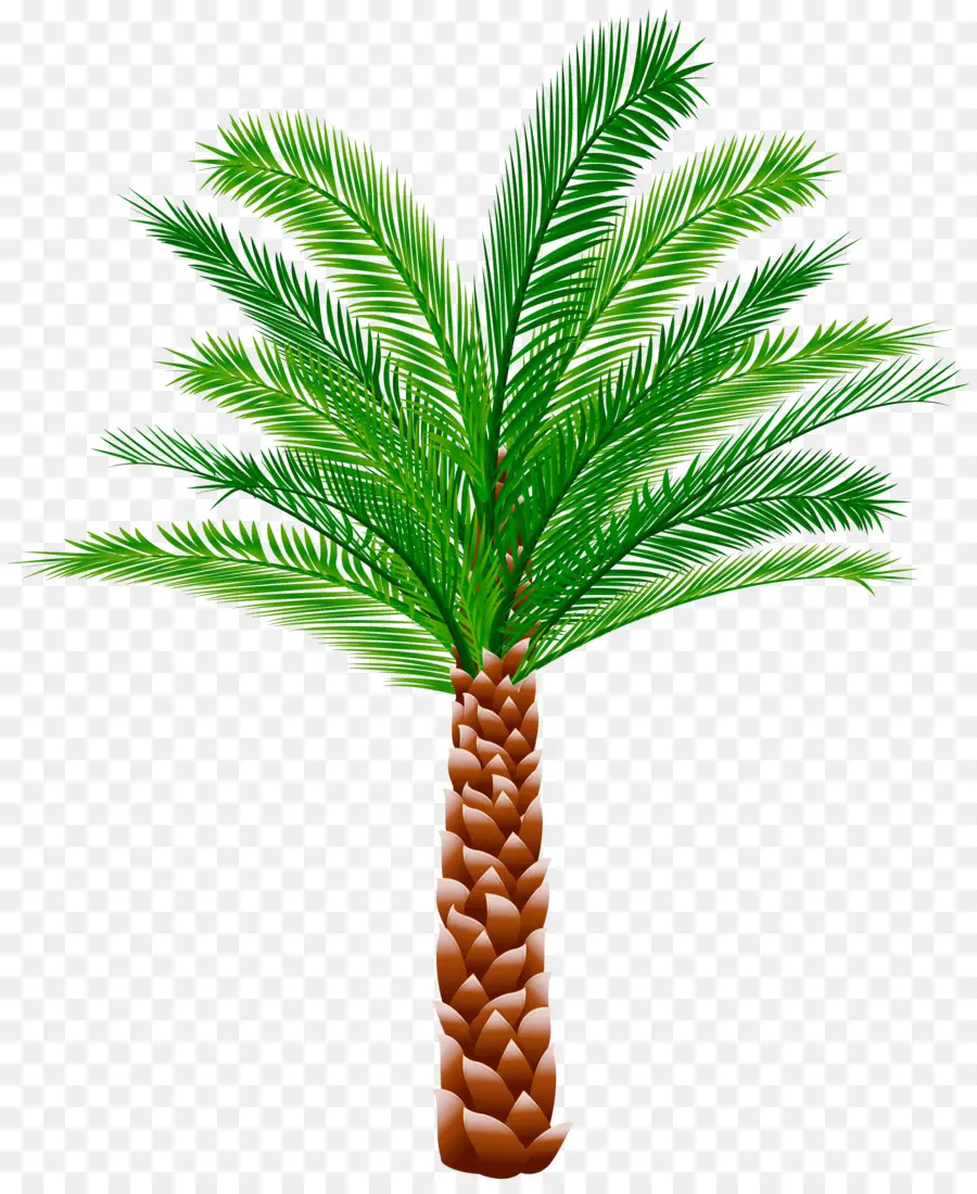 Amarillo Fir，Árbol PNG