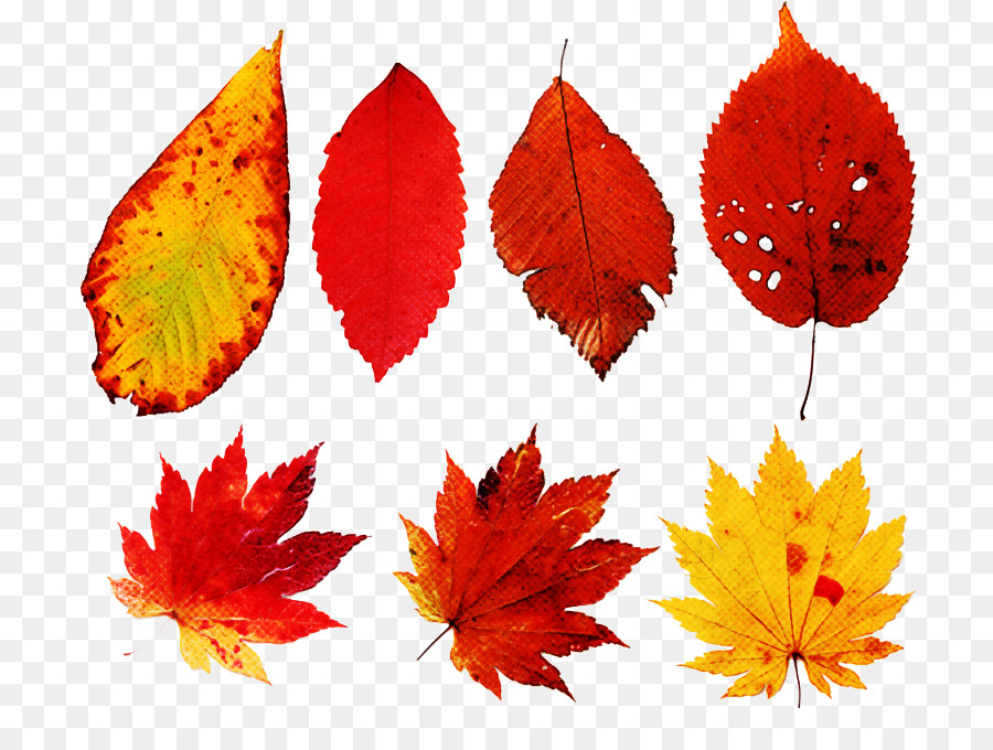 Hojas De Otoño，Caer PNG