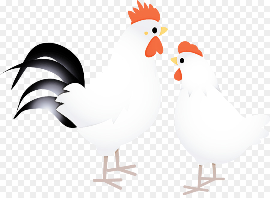 Pollo，Gallo PNG