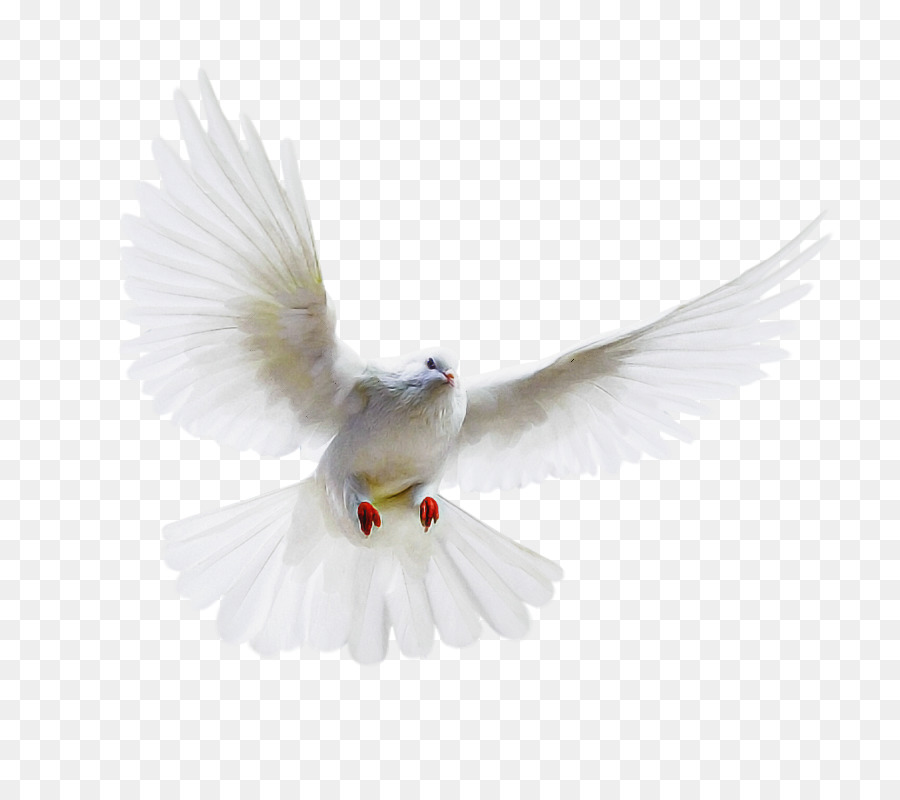 Blanco，Aves PNG