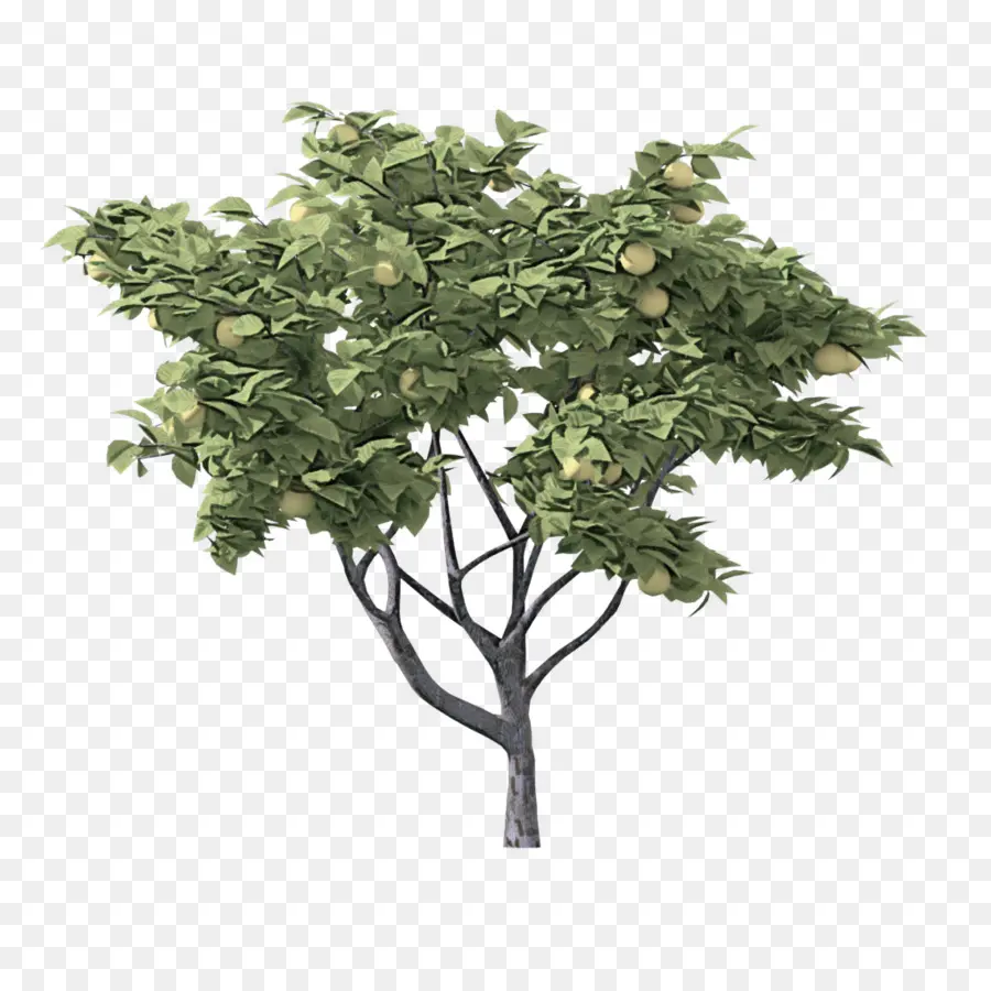 Árbol，Planta PNG