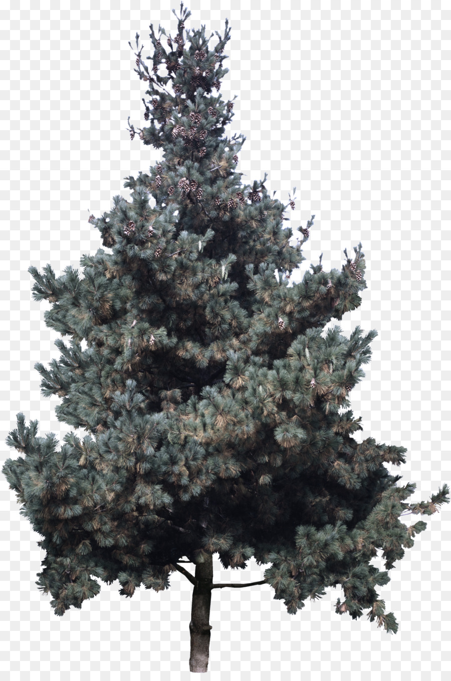 Árbol，Shortleaf Abeto Negro PNG