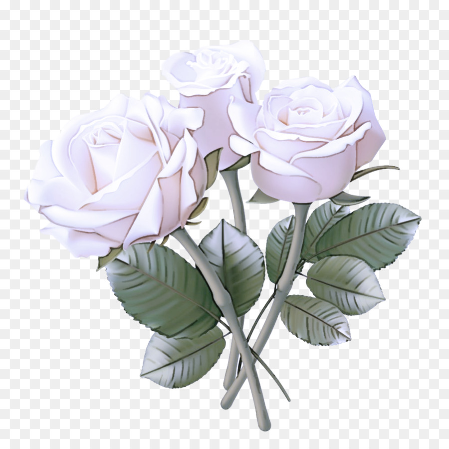 Rosa Morada，Florecer PNG