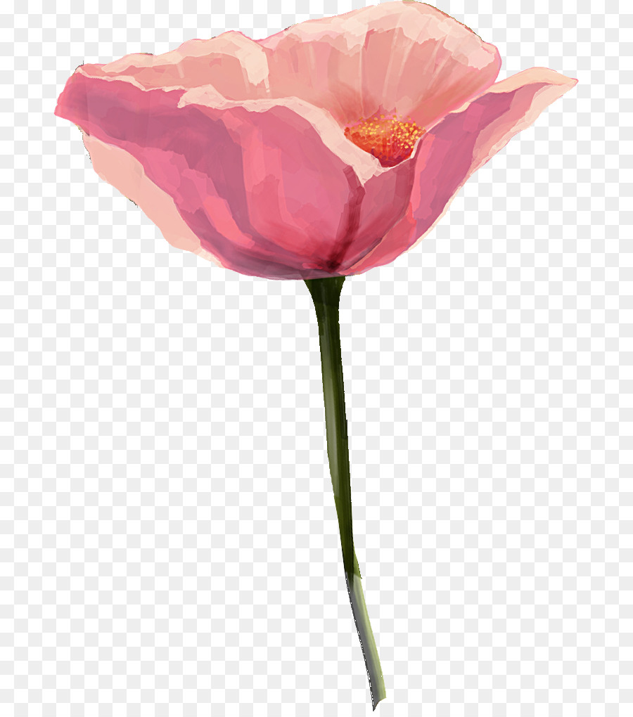 Rosa，Flor PNG