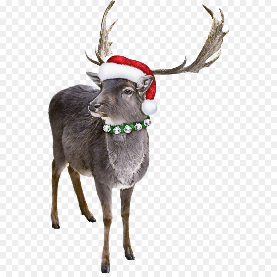 Reno Con Gorro De Papá Noel，Navidad PNG