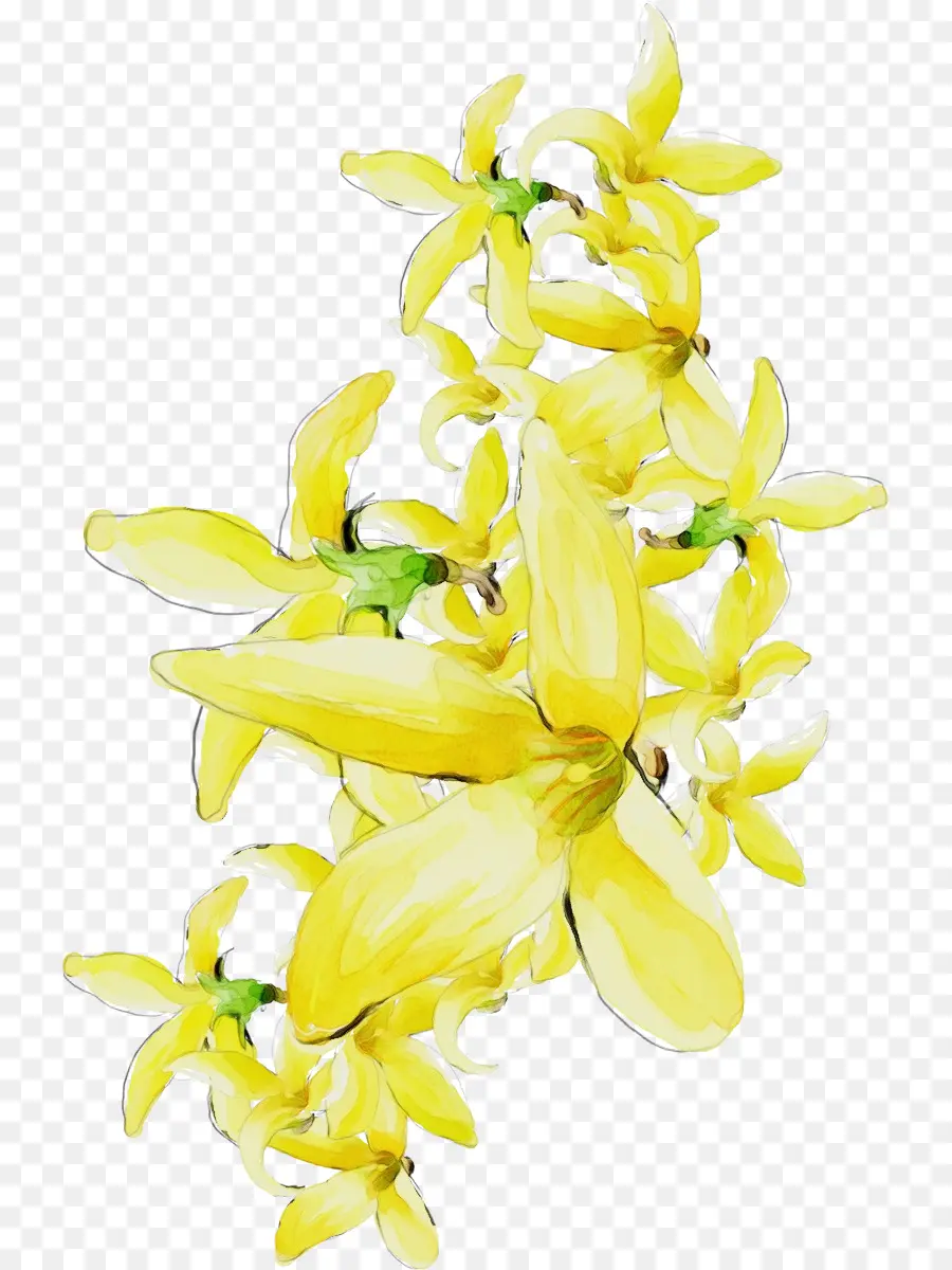 Flor，Amarillo PNG