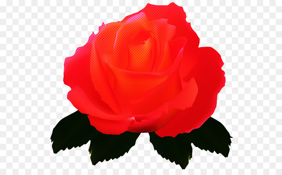 Las Rosas De Jardín，Rojo PNG