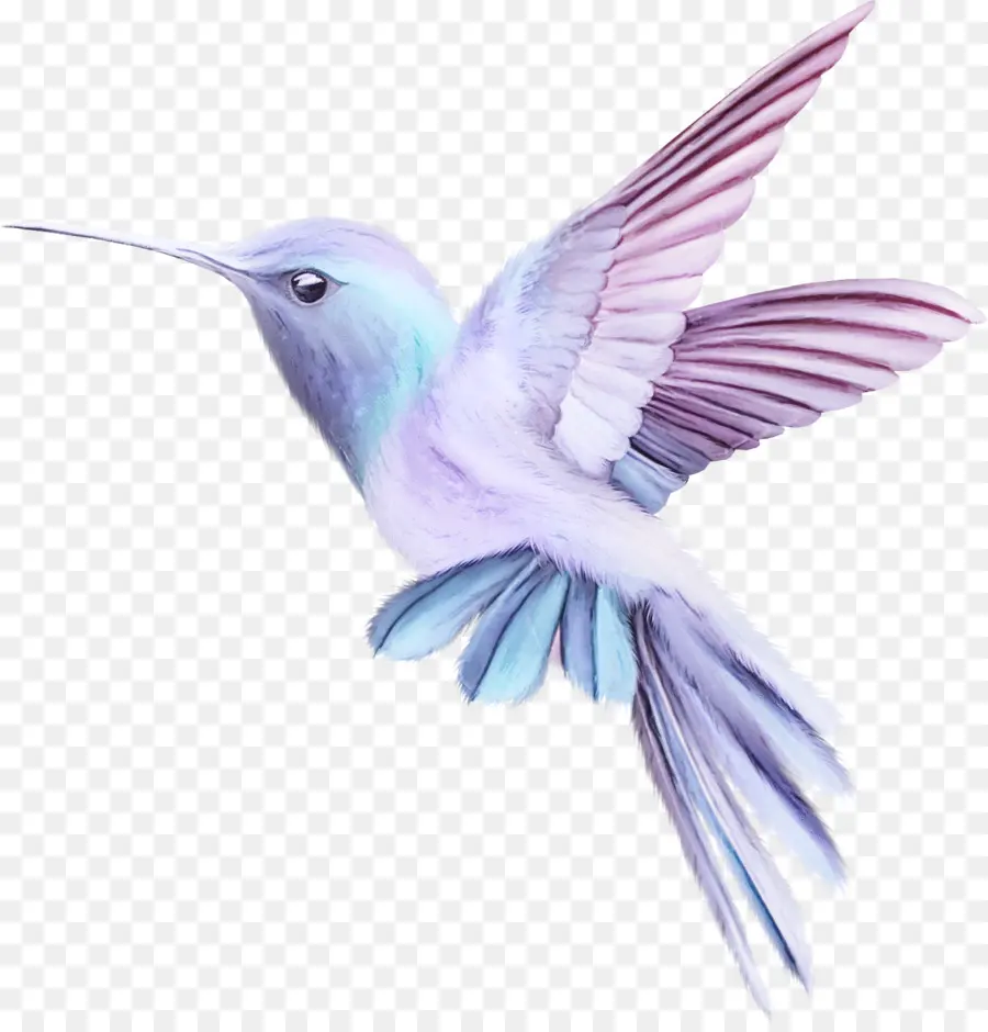 Colibrí，Aves PNG