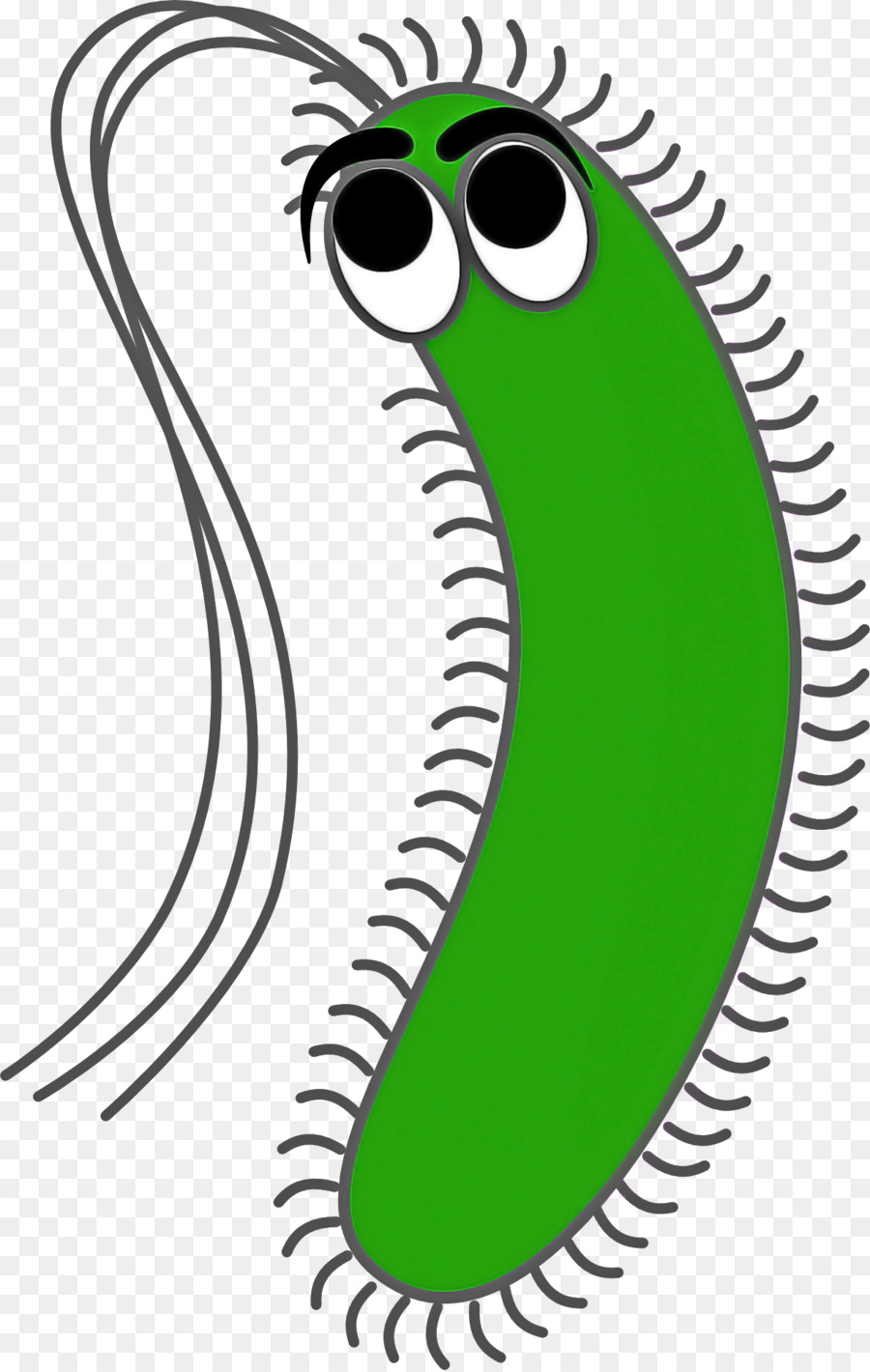 Verde，Cabeza PNG