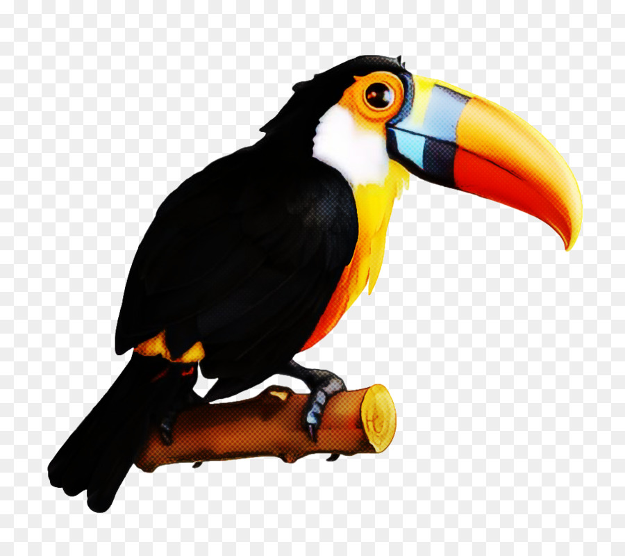 Tucán，Pájaro PNG