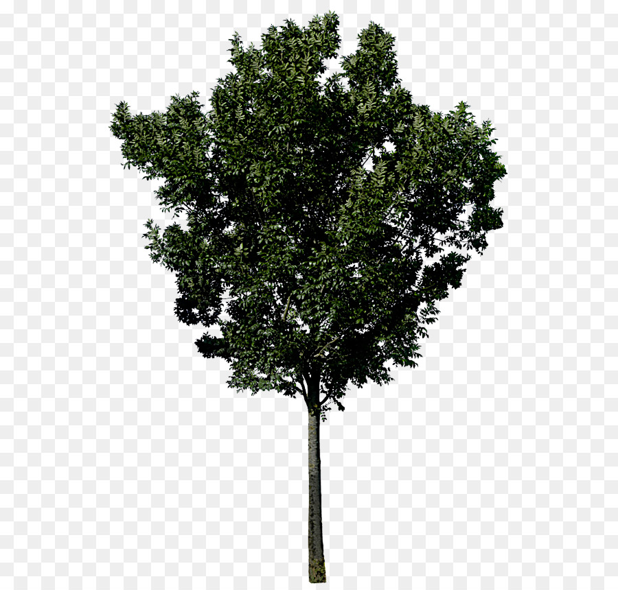 Árbol，Planta PNG