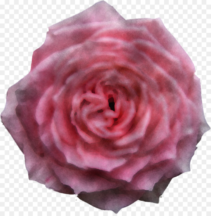 Las Rosas De Jardín，Rosa PNG