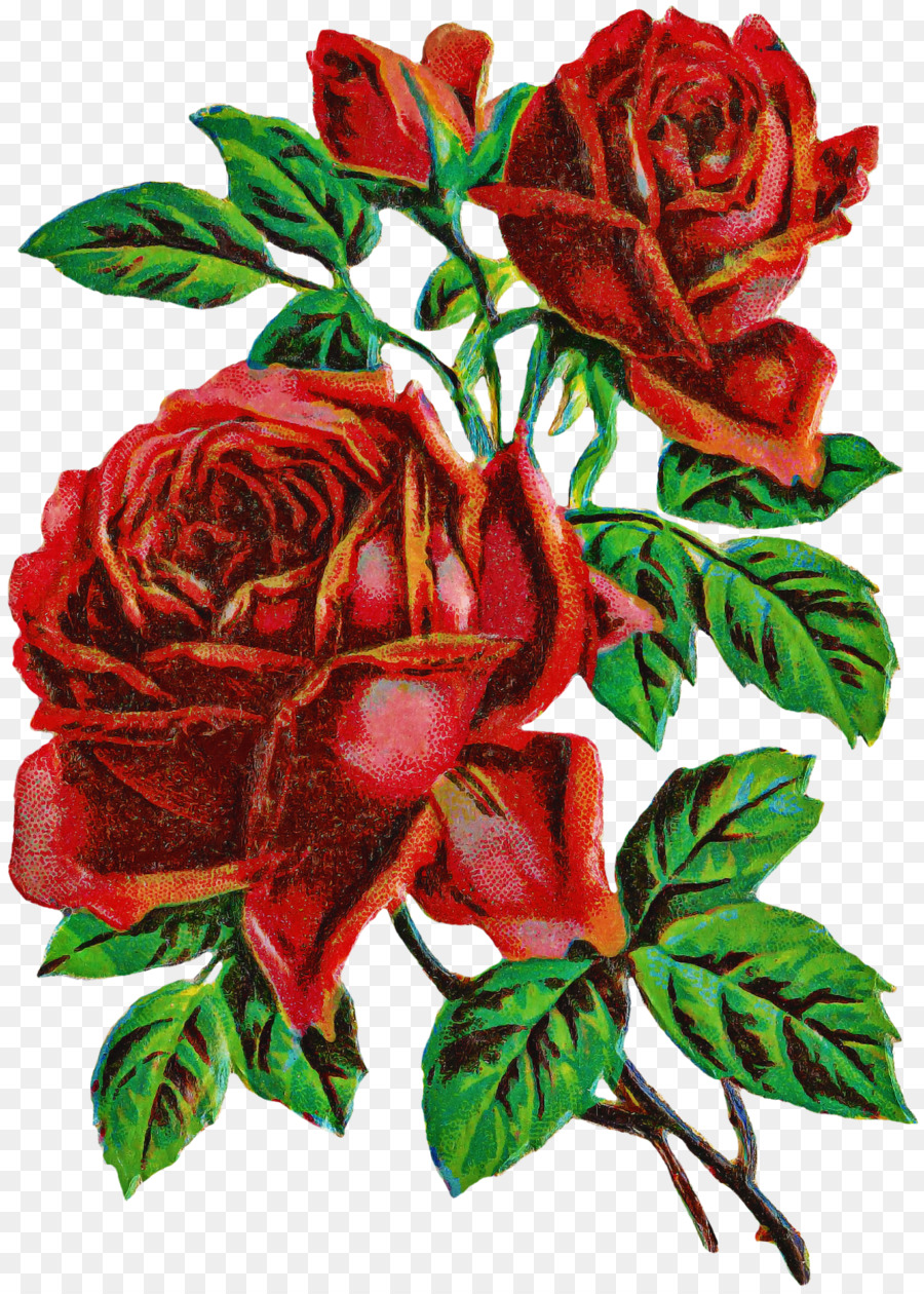 Flor，Las Rosas De Jardín PNG