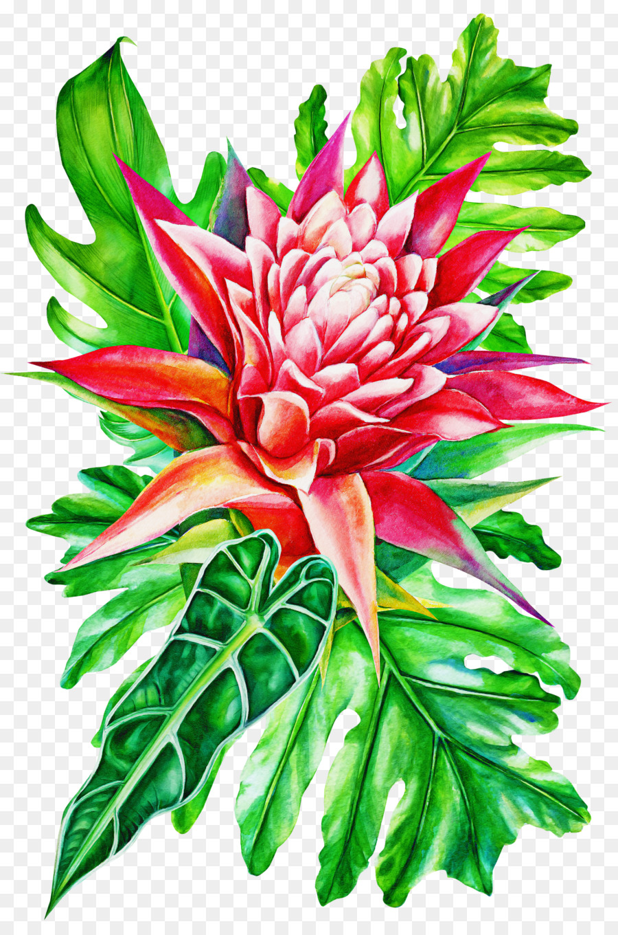 Flor，Planta PNG