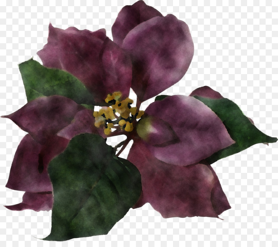 Violeta，Flor PNG