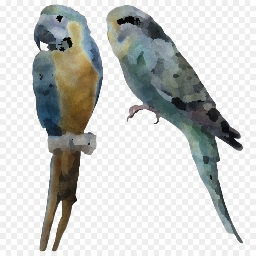 Aves，Parakeet PNG