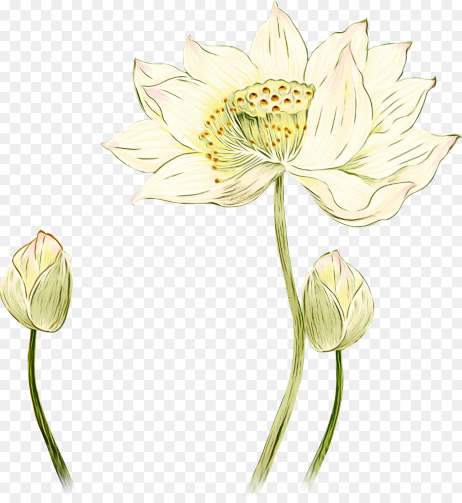 Flor，Planta PNG