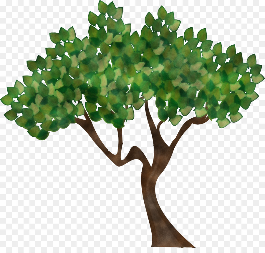 Verde，Árbol PNG