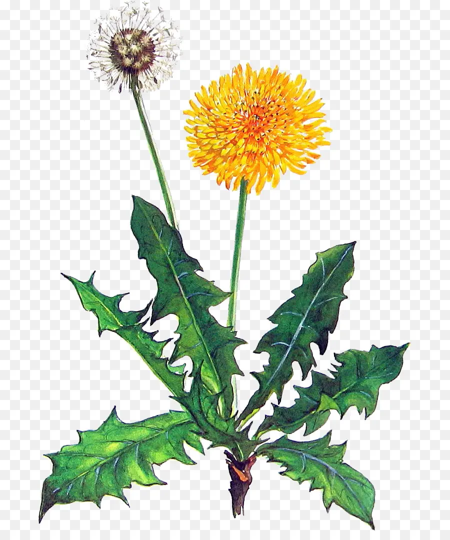 Diente De León，Flor PNG