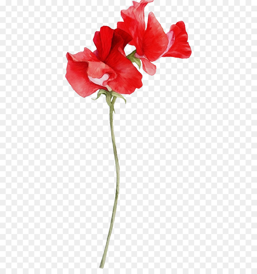 Flor Roja，Flor PNG